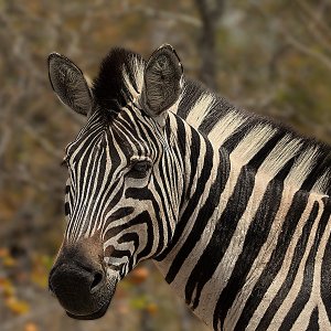 Zebra Kruger National Park